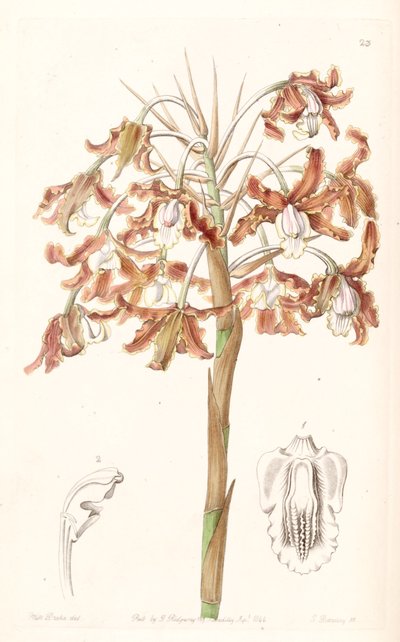Schomburgkia crispa (syn. of Laelia marginata) by Miss Drake